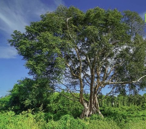 Cây cổ thụ tại vùng Quảng Khê, biểu tượng văn hoá địa phương